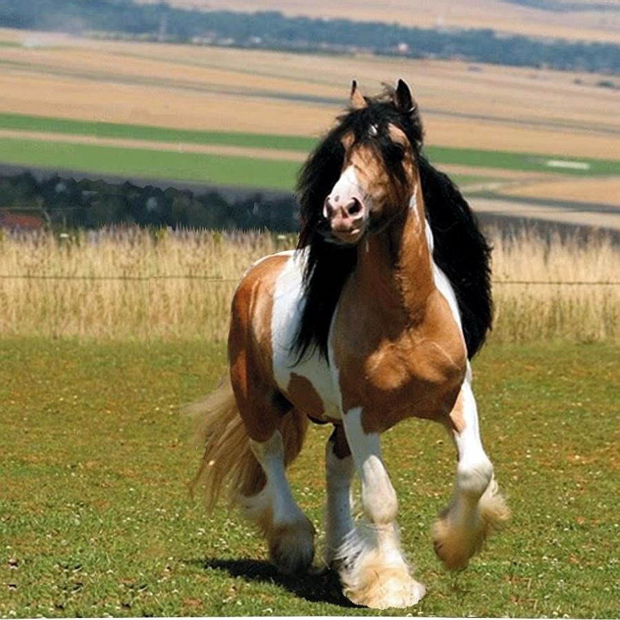 Cheyenne, Gypsy Vanner stallion, with the rare black mane on a coat piebald light